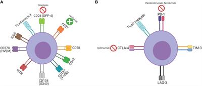 Targeting the CD27-CD70 Pathway to Improve Outcomes in Both Checkpoint Immunotherapy and Allogeneic Hematopoietic Cell Transplantation